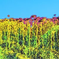 Exposition 2018 . L'Orangerie, La Mothe St-Heray July 2018