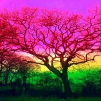 1967-68 Photo 'The Tree of Life' - from the resumé of Terry W Scales