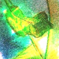 Summer in France 2009 'I am but a leaf on a tree'.